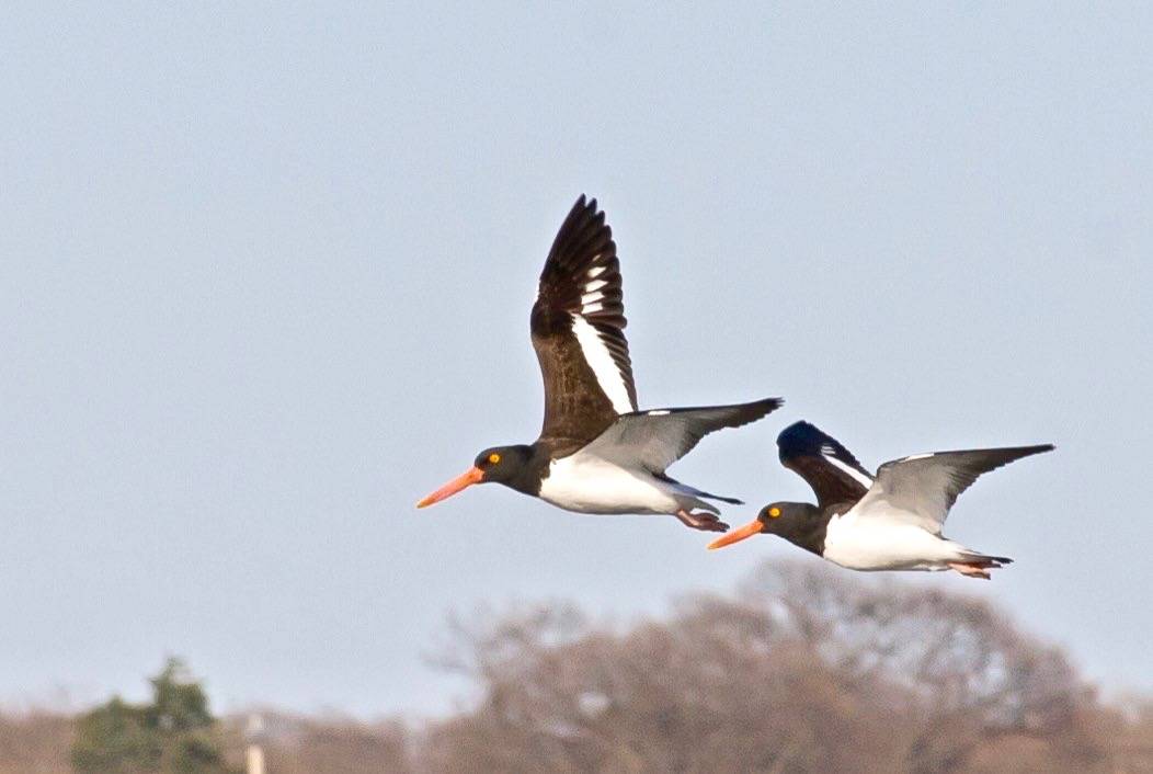 David Mozzoni / Macaulay Library at the Cornell Lab of Ornithology (ML283606831)